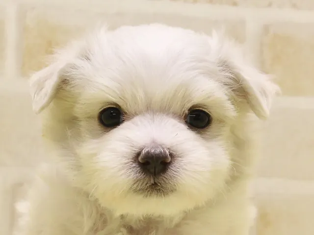 東京都のマルチーズ (ペッツワン八王子長房店/2025年1月5日生まれ/女の子/ホワイト)の子犬